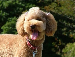 ��͢�f����ԓ��ԓ�r�����˱�δ˩�K������ˤ�����������˱����r��21�f